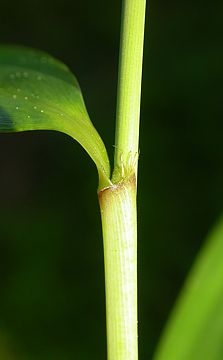 leaf sheaths