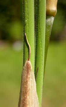 culm sheath apex and pubescent lower leaf surfaces