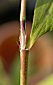 basal leaf sheath with level shoulders