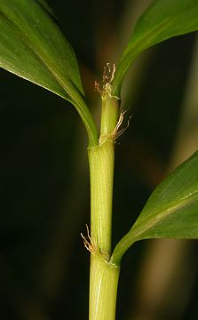leaf sheaths