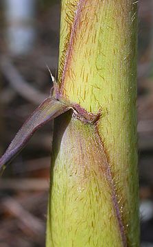 culm sheath on young shoot