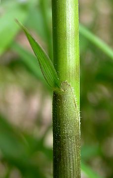 culm sheath with rough spines