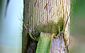 culm sheath apex