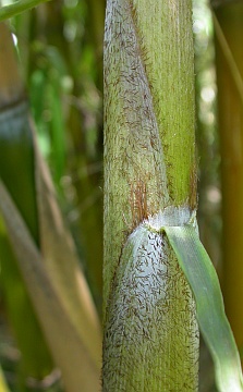 culm sheath apex