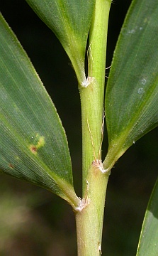 no auricles, tall bristles