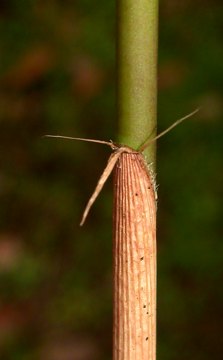 culm sheath oral setae spreading sideways