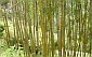 yellow older culms