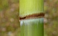 sheath base hairs