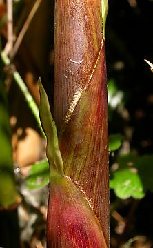 culm sheath margins with copper cilia