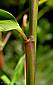 leaf sheath ligule tomentose