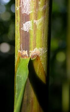 smooth culm sheath with no hairs