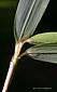 leaf blade abaxial proximally pilose