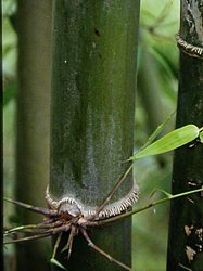 Basal dormant central branch, aerial roots