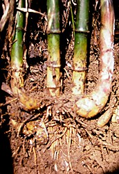 short pachymorph rhizomes