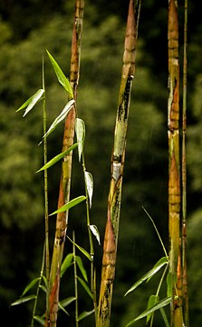 Mystery bamboo shoots 2