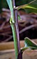 upper leaf sheath margins less ciliate