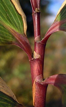 upper leaf sheaths