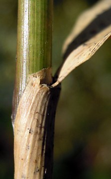 culm sheath with small auricle