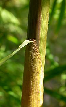 culm sheaths with short hairs at top