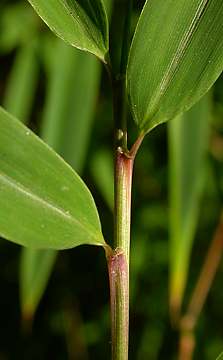 small leaves with short ligules