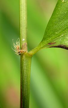 leaf sheath auricle & bristles