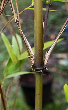 some culm nodes have strong thorns