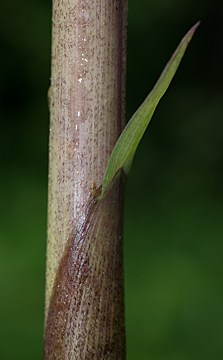 culm sheath with small auricle