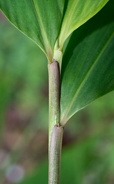 leaf sheaths with erect oral setae