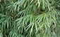 elegant foliage