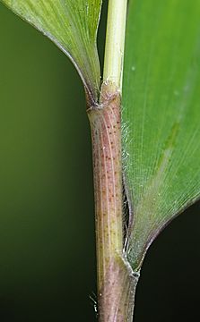 leaf sheath initially pilose near glabrous margins