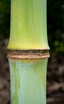 hairy raised node and thin culm wax