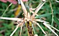branches 7 on small  shoot