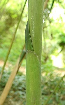 culm sheath on young shoot