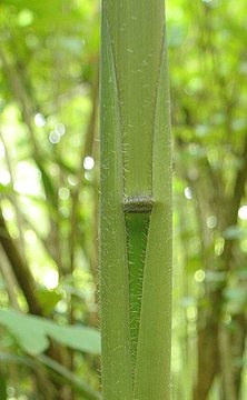 culm sheath and hairy culm node