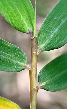 leaf sheaths with erect to spreading bristles