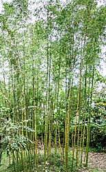 Open clump with delicate foliage