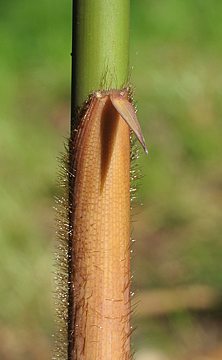 apically bristly culm sheath & long-fringed ligule