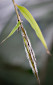 spikelets lateral view - pilose