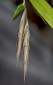 spikelets dorsal view