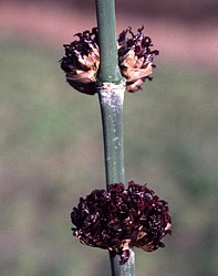 Spherical inflorescences