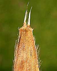 Culm sheath interior hairy at top