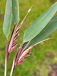 Small dense inflorescences