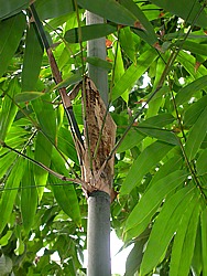 Large central branch, big leaves