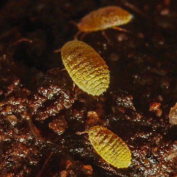 Golden Mealy Bug Malumphy et al 2014 cr LR 360