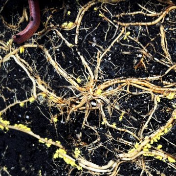 Golden mealybugs Edwards cr360