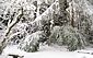clump in snow