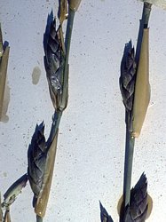 First spikelets large