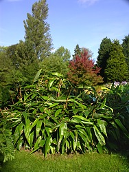 Large to very large leaves