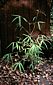 Stapleton 1046 introduction plant in 1996