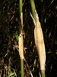 Persistent sheaths rot on culm